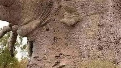 رؤيا ابا حنيفه