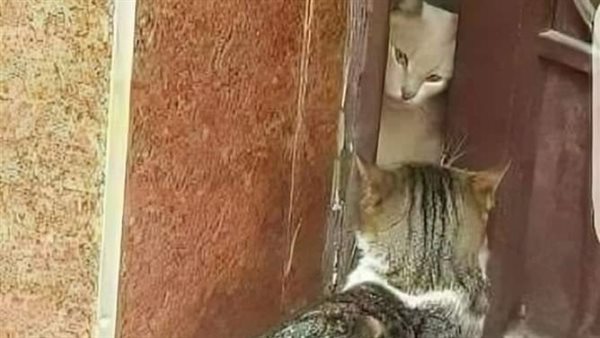 موقع أيام نيوز